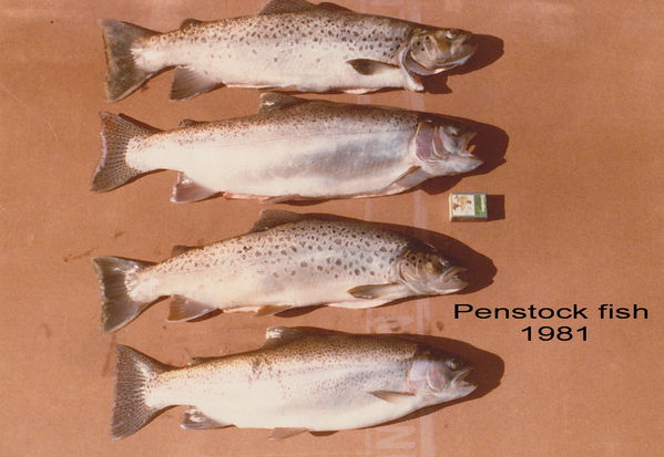 penstock fish 1981
