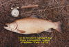 Ray Longden's 13lb brown L Pedder_resize.jpg