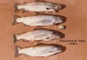 penstock fish 1981.jpg